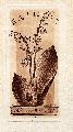 069. Exl. V-né Lippóczy Anna ( gyöngyvirág - Convallaria majalis és levelén katicabogár - Coccinella septempunctata, 1971 )